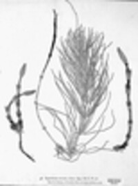 Equisetum arvense image